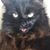 Lisa Cogan's profile image
