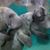 Stacy Bobak's profile image
