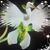 Viv Lavender's profile image