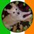 Melody Rene McAllister's profile image