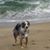 Q Porschatis's profile image