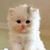 Jan Brown's profile image