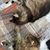 Susan L Farrell's profile image