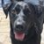 Crystal Howard-Arlia's profile image