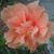 Odessa Cruz's profile image