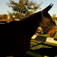 Terri Allore's profile image