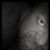 Harrison Rumsey's profile image