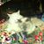 Kimberly Myers Snow's profile image