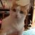 Carol Corso's profile image