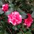 Carol Ann Landry's profile image