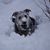 Stefanie Bartsch Bottomley's profile image