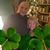 Roberta McElroy DiSpigna's profile image