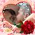 Sue Brooks's profile image