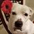 Ashlee Thigpen Howard's profile image