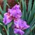 Joanie Sasser's profile image