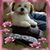 Sharon Schulte's profile image