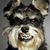 Sandy Hutton's profile image