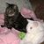 Donna A. Abene's profile image