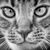 David W Klemp's profile image