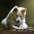 Concetta DiCenzo's profile image