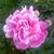 Debbie Ann's profile image