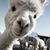 Christine Cardoza's profile image