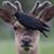 Chelsea Steer's profile image