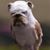Josh Young's profile image