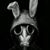 Peter Toft's profile image