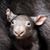 Mark Maslowski's profile image