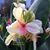 Alice Harris's profile image