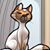 Nurrah Sawyer's profile image