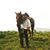 Gerhard Mathis's profile image