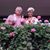 Wilfried U. Laura Bier's profile image