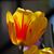 April Taylor's profile image