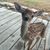 Carol Johnson's profile image