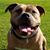 Andrea Francesco's profile image