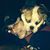 Meglenn Dimauro's profile image