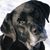 Lou Wittmer's profile image