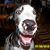 Christina Capone Ernst's profile image