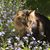 Lisa Borrowman Bugner's profile image