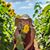 Lisa Koppenhaver's profile image
