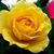 Barbara Matello Taney's profile image