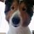 Robert Scavo's profile image