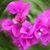 Sandy Burke's profile image
