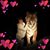 Vera Chaples's profile image