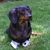 Susan Davia's profile image