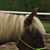 Joni Trimble's profile image