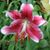 Mary Myatt's profile image