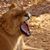 Suzan Vesta's profile image